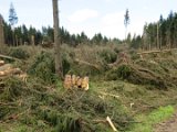 2022-05-20 - Tornado beim Sturmtief Emmelinde Solling - Steinlade bis Gehren (48)